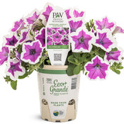 supertunia_hoopla_vivid_orchid_grande_eco-pot.jpg