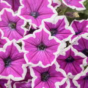 Supertunia® Hoopla® Vivid Orchid™ - Petunia hybrid