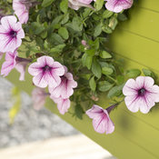 supertunia_mini_rose_veined_9.jpg