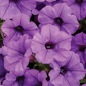 Supertunia Mini Vista® Indigo - Petunia hybrid