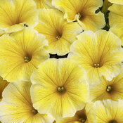 supertunia_saffron_finch_tag.jpg