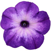 supertunia_tiara_blue_macro_02.jpg