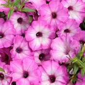 Supertunia Tiara™ Pink - petunia - Petunia hybrid