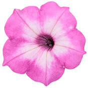 supertunia_tiara_pink_macro_03.jpg