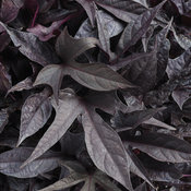 Sweet Caroline Raven™ - Ornamental Sweet Potato Vine - Ipomoea batatas