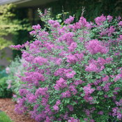 Bloomerang Dark Purple reblooming lilac in full bloom in front of a beige brick 