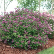 syringa_bloomerang_dark_purple_img_1289.jpg