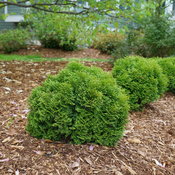 tiny_tot_arborvitae_1.jpg