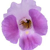 torenia_catalina_pink_macro_04.jpg