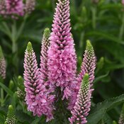 Skyward™ Pink - Long-Leaf Speedwell - Veronica longifolia