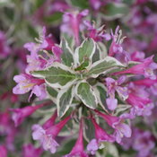 Closeup of the colorful foliage and flowers of My Monet Purple Effect weigela