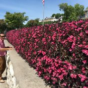 Wine & Roses weigela with Jack Barnwell on Mackinac Island