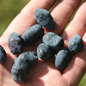 yezberry_haskap_berries_lonicera_caerulea.jpg