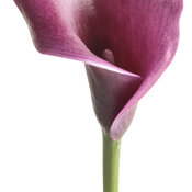 zantedeschia_be_my_destiny_macro_01.jpg