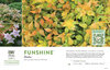 Abelia Funshine® 11x7" Variety Benchcard