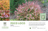 Abelia Poco Loco™ 11x7" Variety Benchcard