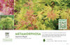 Acer Metamorphosa® (Japanese Maple) 11x7" Variety Benchcard