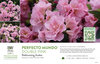 Rhododendron Perfecto Mundo® Double Pink (Azalea) 11x7" Variety Benchcard