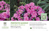 Rhododendron Perfecto Mundo® Double Purple (Azalea) 11x7" Variety Benchcard