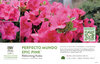 Rhododendron Perfecto Mundo Epic Pink® (Azalea) 11x7" Variety Benchcard