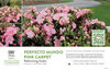 Rhododendron Perfecto Mundo Pink Carpet® (Azalea) 11x7" Variety Benchcard