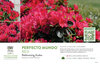 Rhododendron Perfecto Mundo® Red (Azalea) 11x7" Variety Benchcard