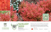 Berberis Sunjoy Neo® (Barberry) 11x7" Variety Benchcard