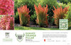 Berberis Sunjoy Orange Pillar® (Barberry) 11x7" Variety Benchcard