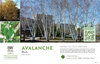 Betula Avalanche™ (Birch) 11x7" Variety Benchcard