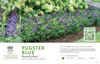 Buddleia Pugster Blue® (Butterfly Bush) 11x7" Variety Benchcard