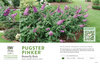 Buddleia Pugster Pinker® (Butterfly Bush) 11x7" Variety Benchcard