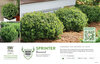 Buxus Sprinter® (Boxwood) 11x7" Variety Benchcard