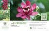 Calycanthus 'Aphrodite' (Sweetshrub) 11x7" Variety Benchcard