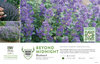 Caryopteris Beyond Midnight® (Bluebeard) 11x7" Variety Benchcard