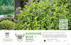 Caryopteris Sunshine Blue® II (Bluebeard) 11x7" Variety Benchcard