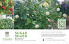 Cephalanthus Sugar Shack® (Buttonbush) 11x7" Variety Benchcard