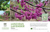 Cercis Luscious Lavender™ (Redbud) 11x7" Variety Benchcard