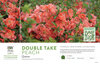 Chaenomeles Double Take® Peach (Quince) 11x7" Variety Benchcard