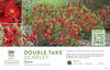 Chaenomeles Double Take® Scarlet (Quince) 11x7" Variety Benchcard