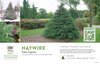 Chamaecyparis Haywire® (False Cypress) 11x7" Variety Benchcard