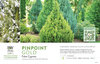 Chamaecyparis Pinpoint® Gold (False Cypress) 11x7" Variety Benchcard