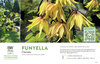 Clematis Funyella™ 11x7" Variety Benchcard