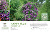 Clematis Happy Jack® Purple 11x7" Variety Benchcard