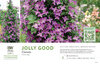 Clematis Jolly Good™ 11x7" Variety Benchcard