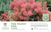 Cotinus The Velvet Fog® (Smokebush)  11x7" Variety Benchcard