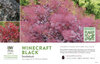 Cotinus Winecraft Black® (Smokebush) 11x7" Variety Benchcard