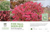 Euonymus Fire Ball Seedless™ (Burning Bush) 11x7" Variety Benchcard