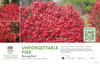 Euonymus Unforgettable Fire® (Burning Bush) 11x7" Variety Benchcard