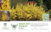 Forsythia Show Off Starlet® (Forsythia) 11x7" Variety Benchcard