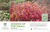 Fothergilla Legend of the Small® (Bottlebrush) 11x7" Variety Benchcard